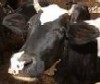 Breeding & nurturing Cows is the need of the hour: Pravin Jain