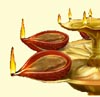 Diwali attracts attention of businesses in Texas