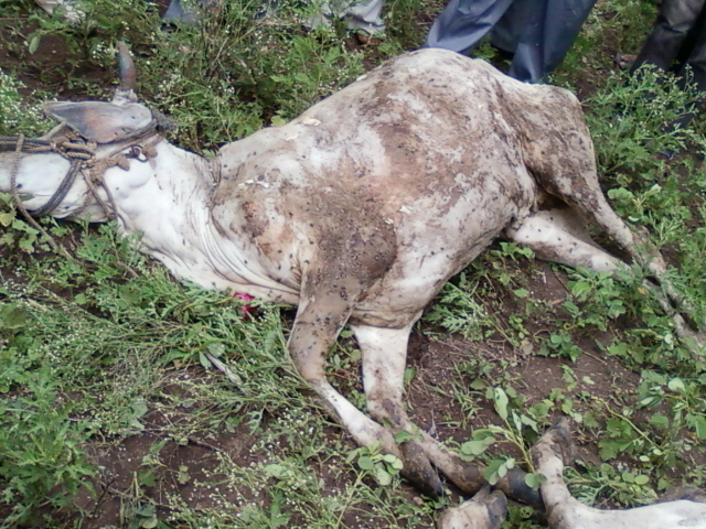 Photo of Cows slaughetred in Malegaon on the day of 'Ashadhi Ekadashi' - 4