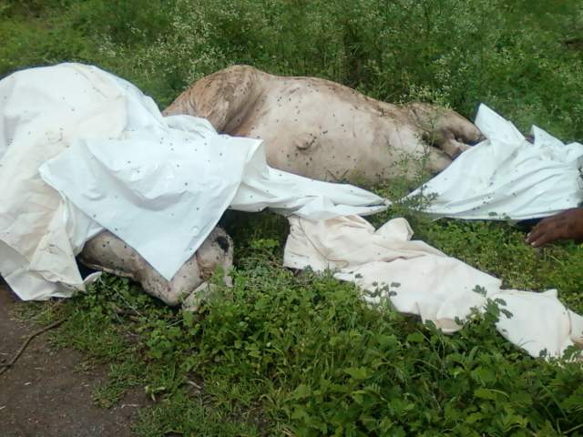 Photo of Cows slaughetred in Malegaon on the day of 'Ashadhi Ekadashi' - 2