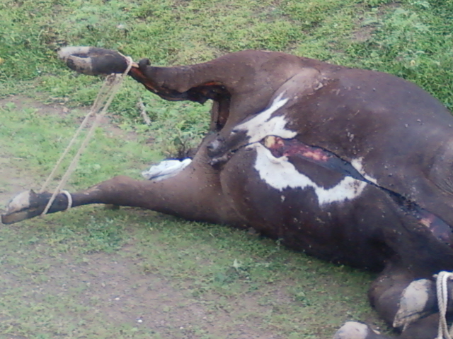 Photo of Cows slaughetred in Malegaon on the day of 'Ashadhi Ekadashi' - 3