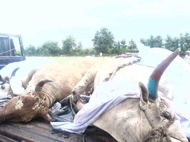 Photo of Cows slaughetred in Malegaon on the day of 'Ashadhi Ekadashi' - 1