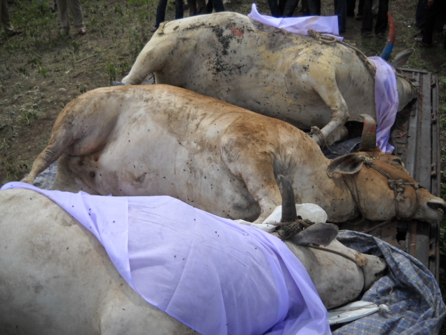 Slaughtered bodies of Cows recovered by devout Hindus