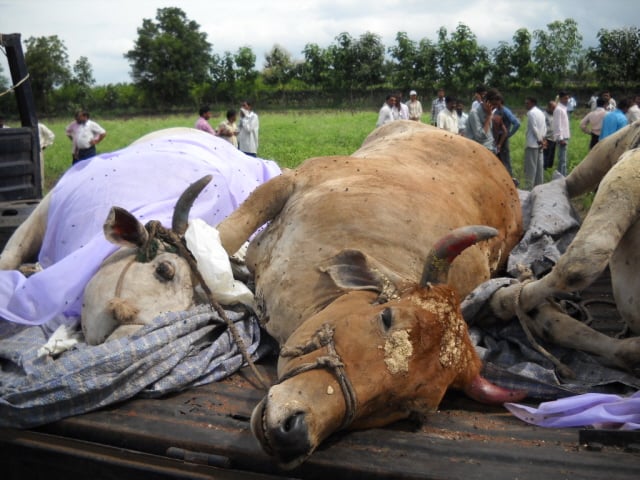 Slaughtered bodies of Cows recovered by devout Hindus - 2