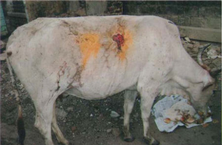 Anti-Hindus threw acid on the Cow at Solapur
