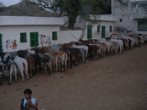 Cows being fed at a Gaushala