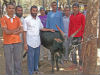 Miraj : Pro-Hindus save cows brought for slaughtering