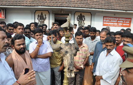 Hindus showing head of dead cow