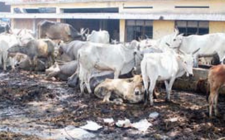 VHP members prevented workers from killing five calves meant for slaughter