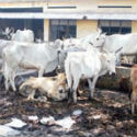VHP members prevent slaughter of calves and cow