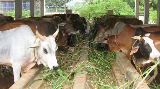 cows