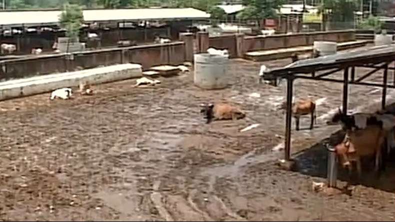 100-cow-dies-at-government-run-gaushala