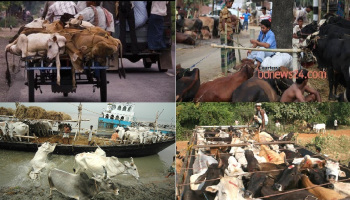 stop-illegal-cattle-smuggling