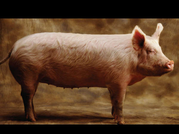 pig