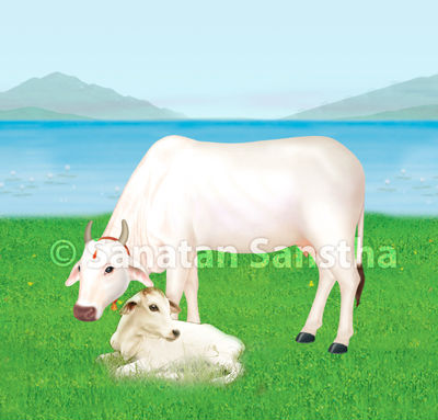 gomata_cow
