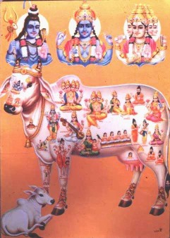 All deities are present in Cow (Gomata)