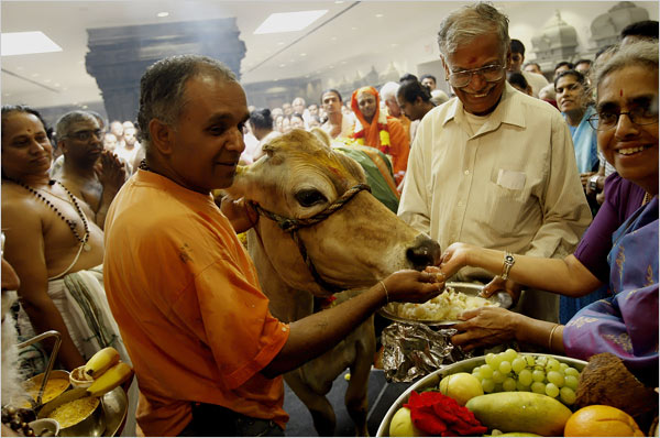 Sacred Cow being feeded by Devout Hindus in ceremony