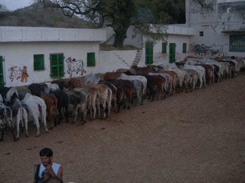 Cows being fed at a Gaushala Cows being fed at a Gaushala