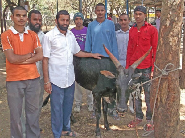 Devout Hindu activists along with a saved Cow