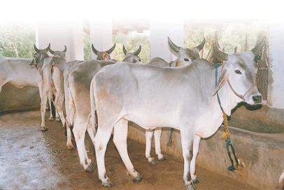 American cows have Indian origins, scientists find