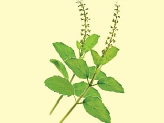 How does the growing of Tulsi help in making premise pleasant?