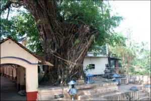 ashwatha-tree
