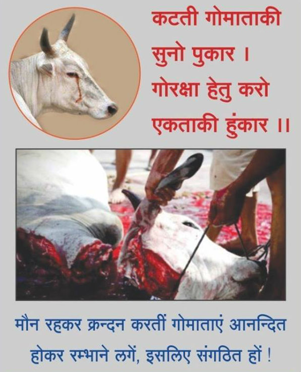 cow_slaughter