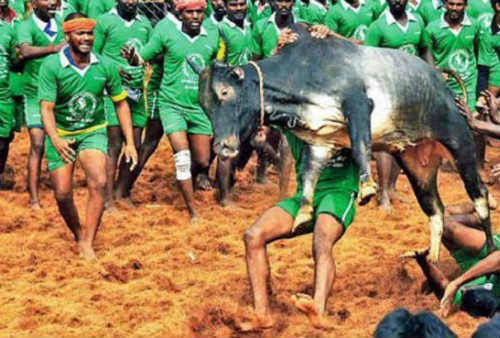 jallikattu