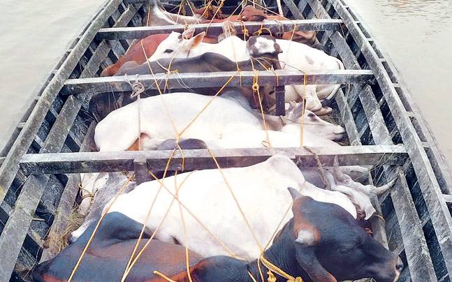 Speedboat patrolling by BSF has seized a large number of smuggled cattle this year